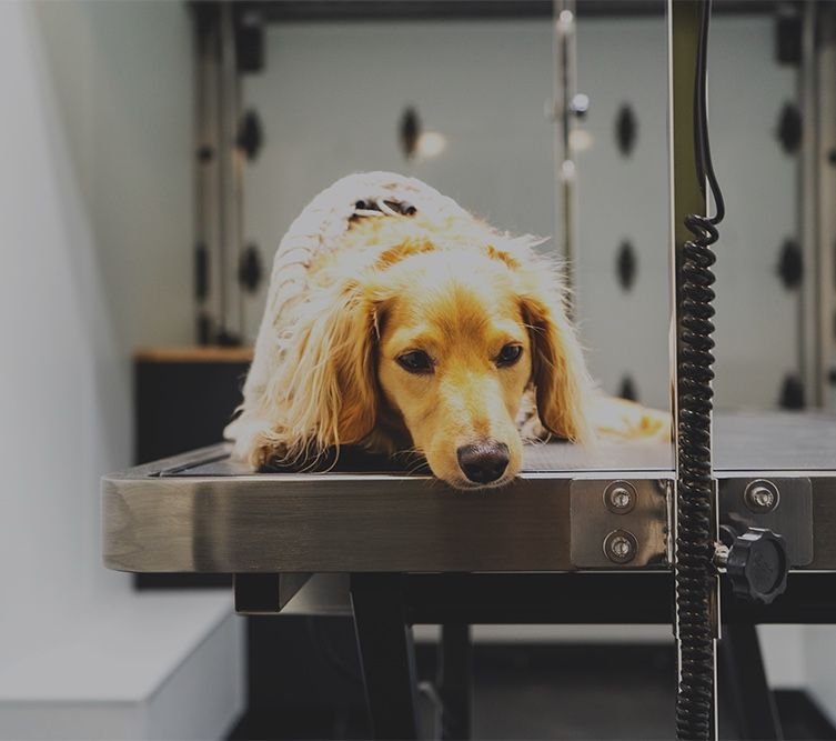 PET & WELLNESS